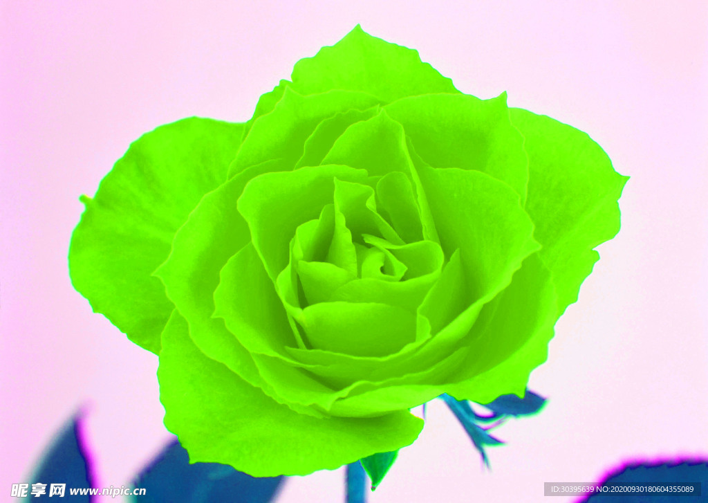 花素材