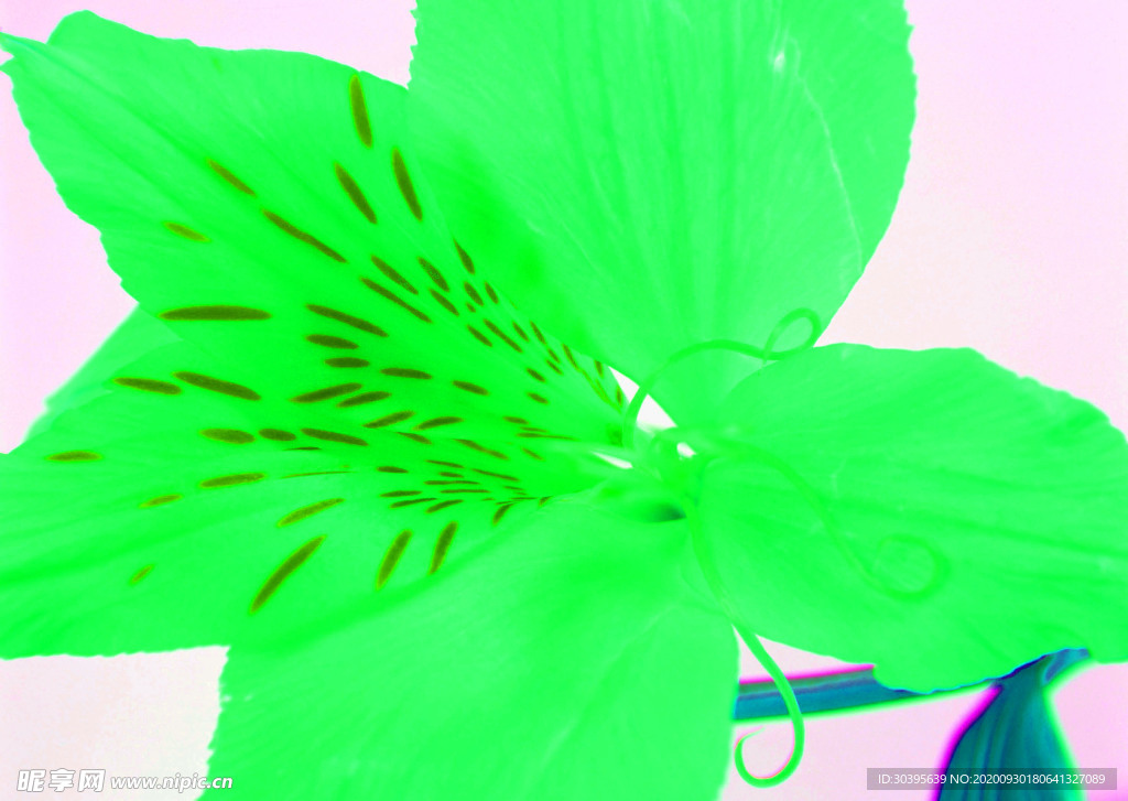 花素材