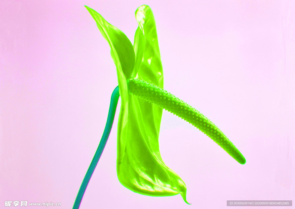 花素材