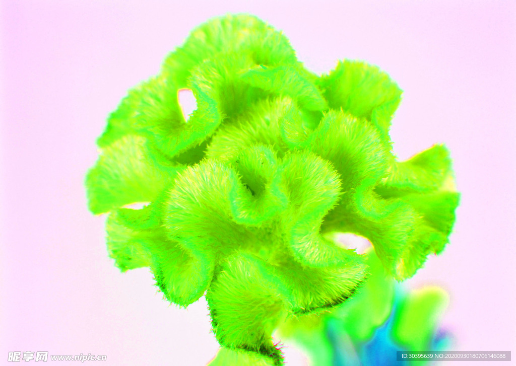 花素材