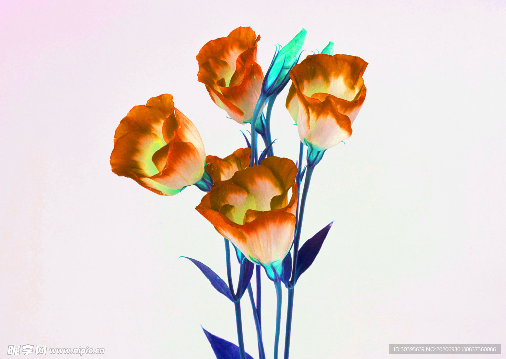 花素材