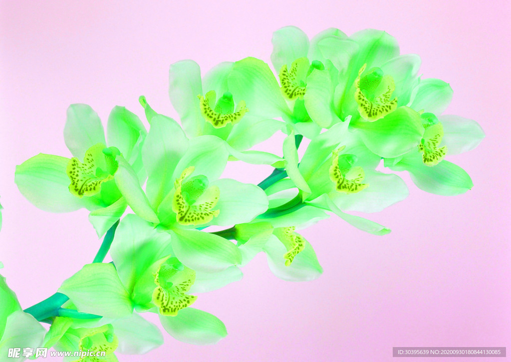 花素材