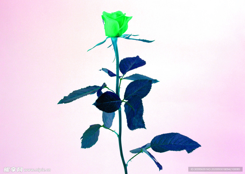 花素材