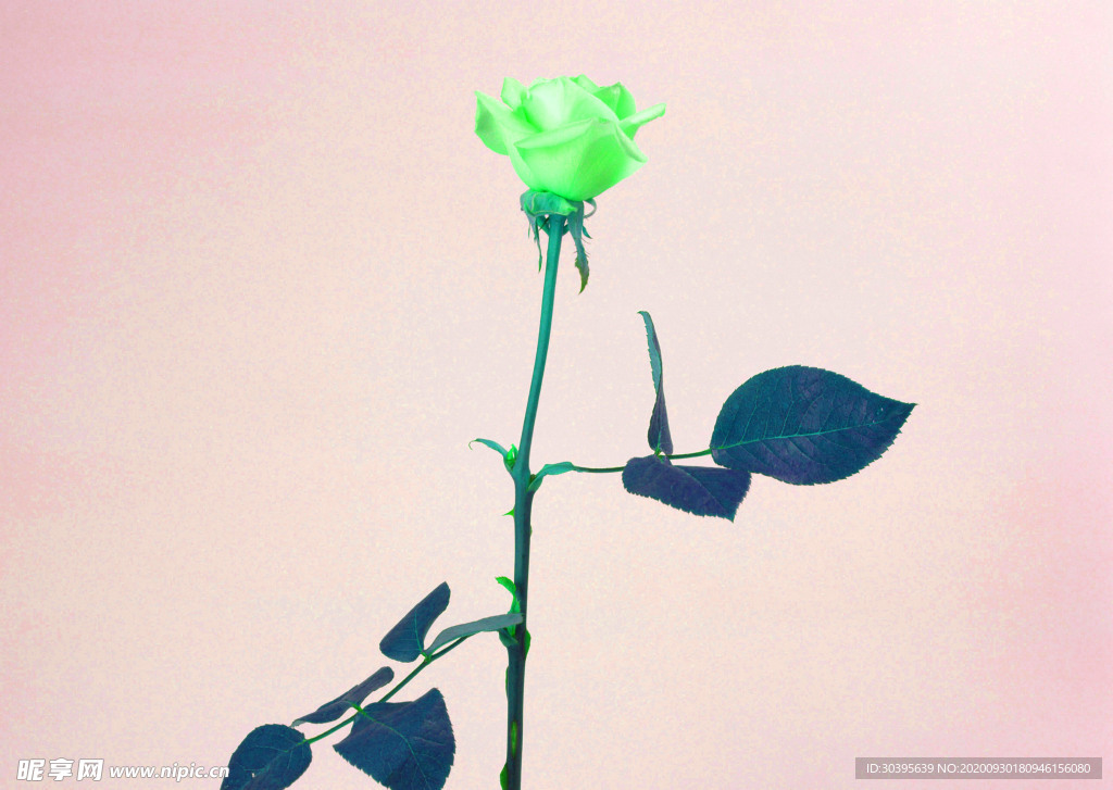 花素材