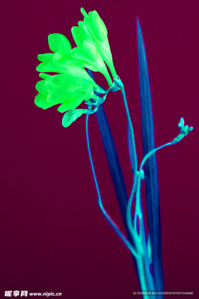 花素材