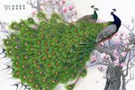 花鸟画 孔雀 背景墙