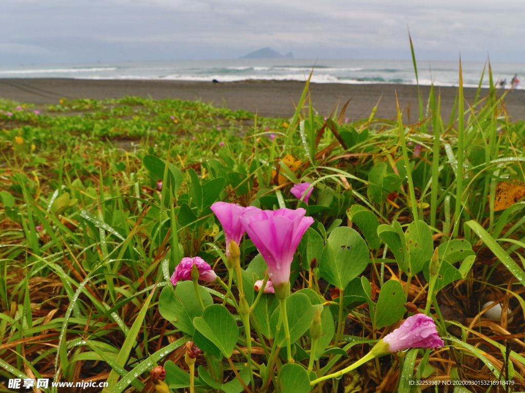 海边牵牛花