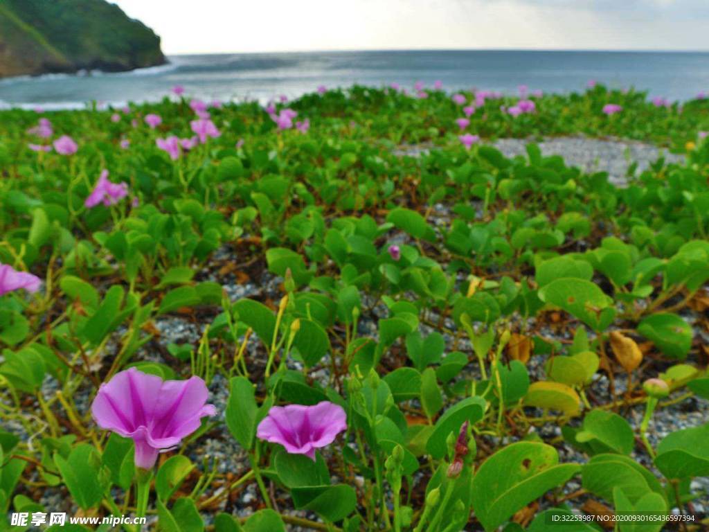 海边牵牛花