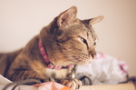 犯困的猫