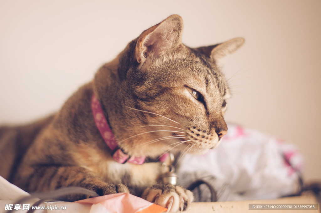 犯困的猫