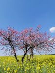桃花特写