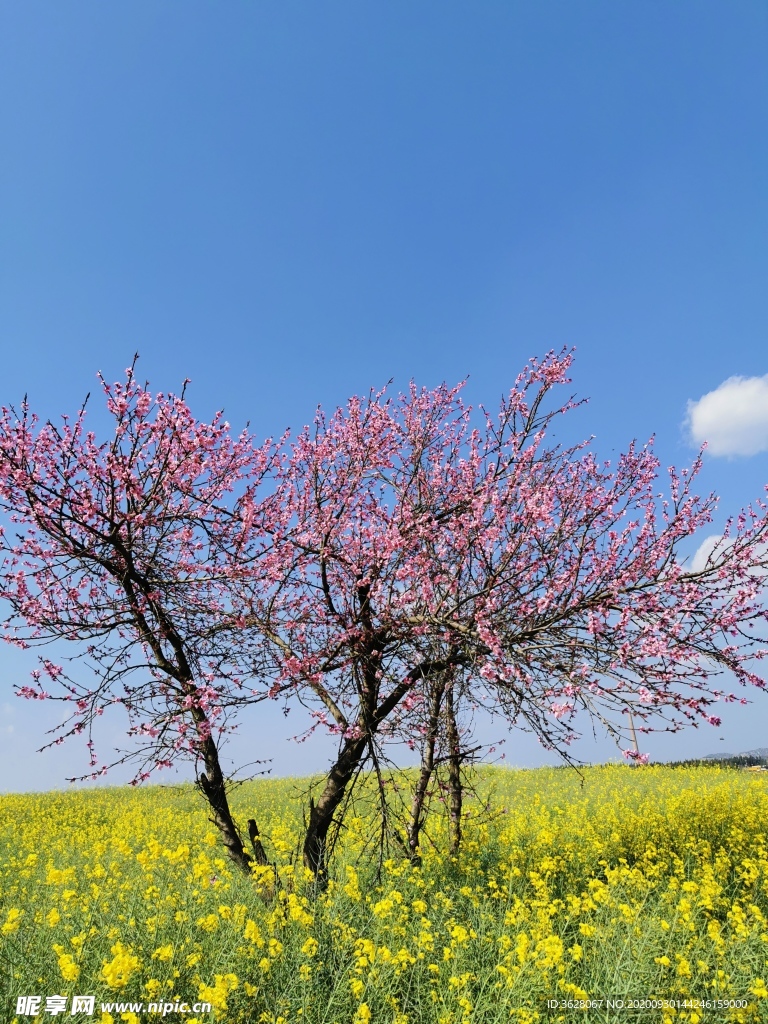 桃花特写