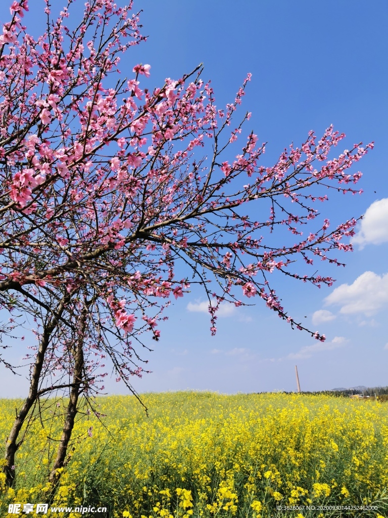 桃花特写