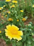 野菊花