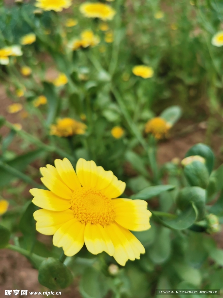 野菊花