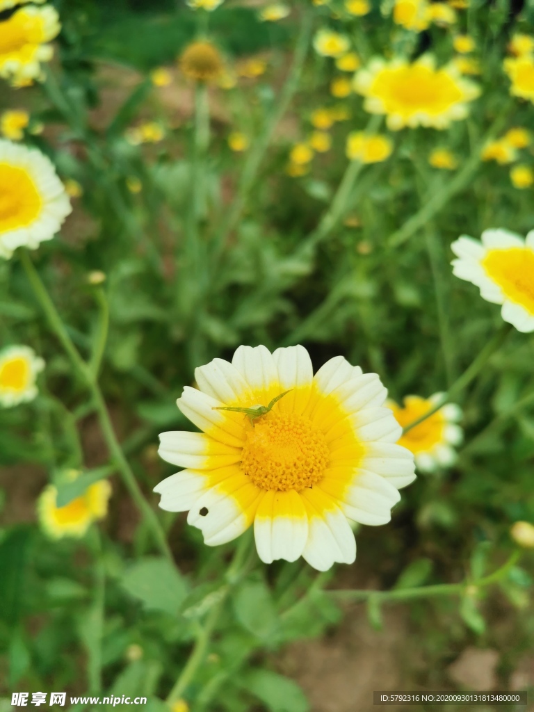 雏菊