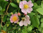 粉花