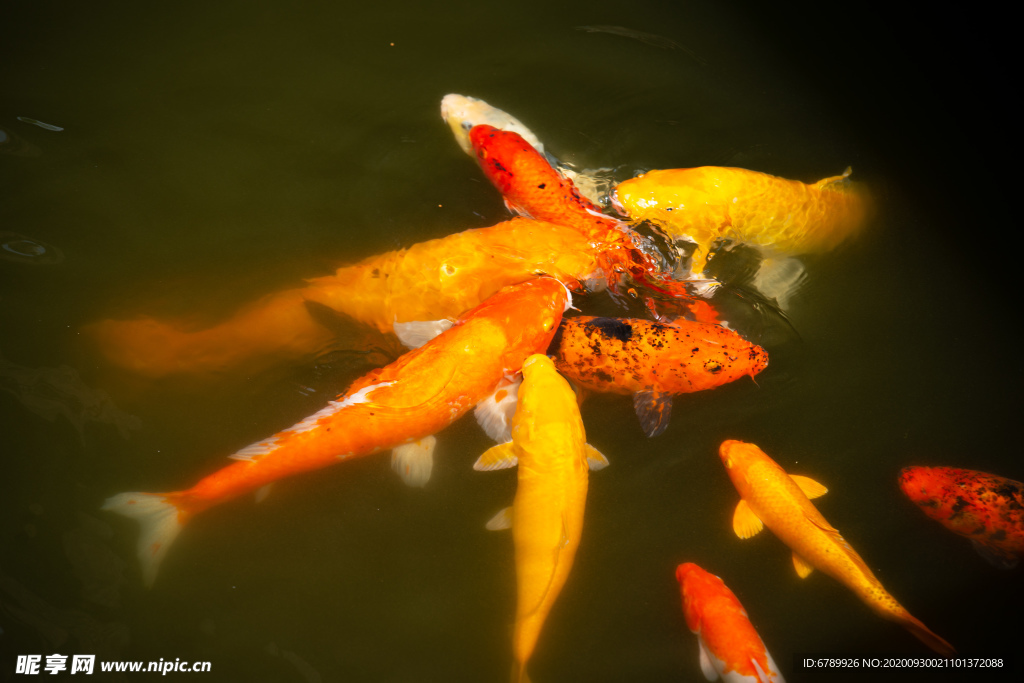 水塘里养殖的一群锦鲤鱼