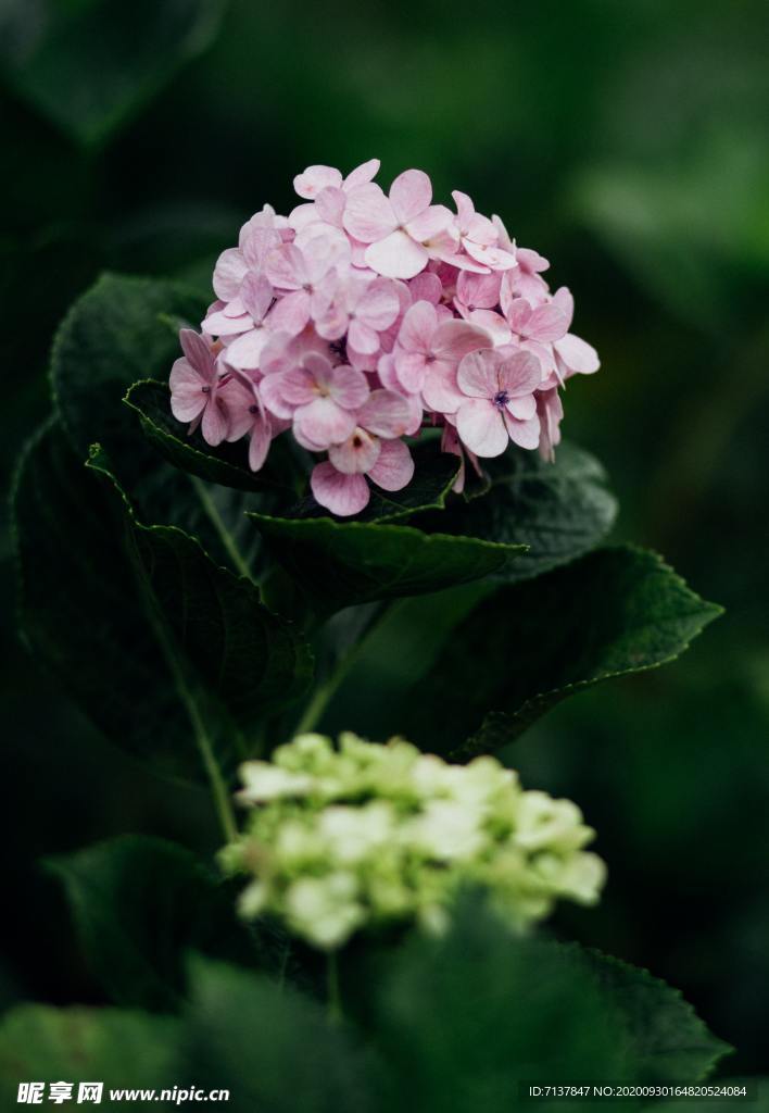 绣球花