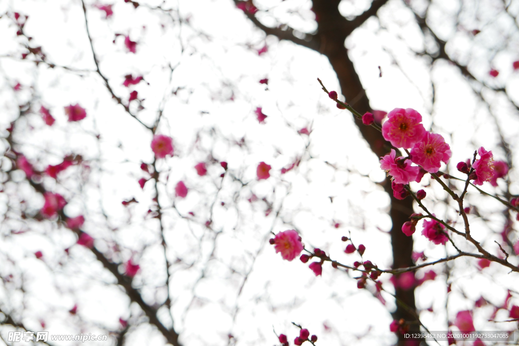 腊梅花