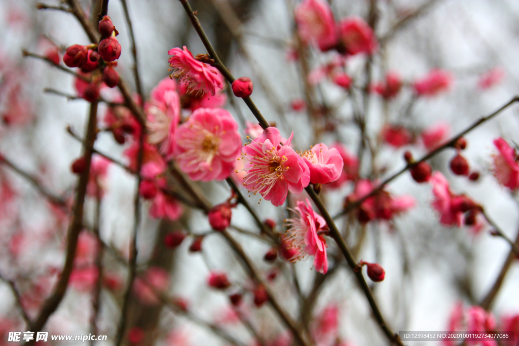 腊梅花