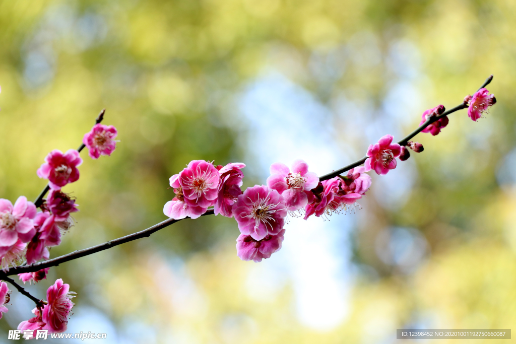 腊梅花