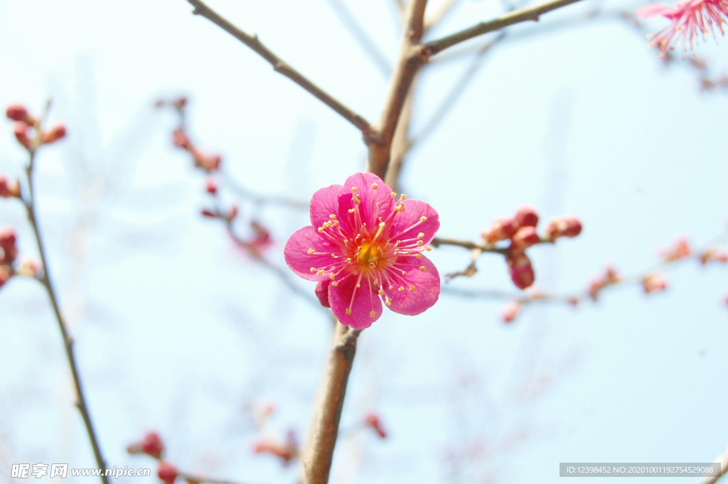 腊梅花