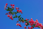 春暖花开