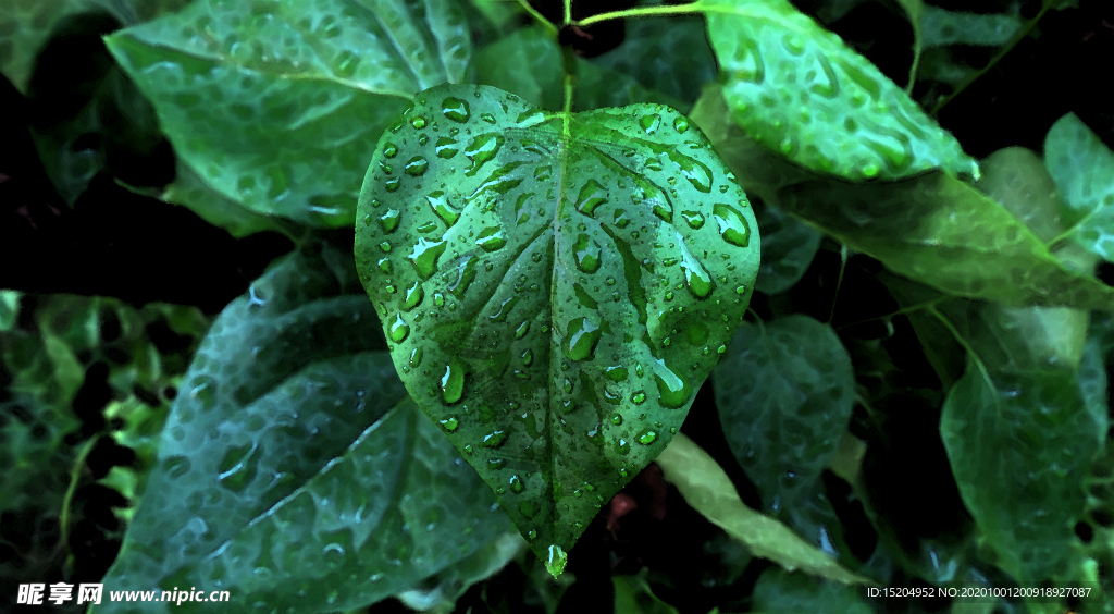 春色雨滴