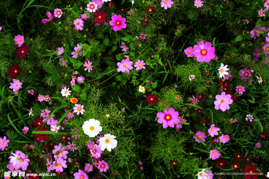 花丛花海
