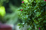 绿色植物