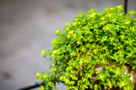 绿色植物