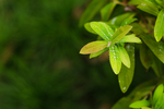 树叶水珠特写虚化纹理背景