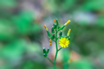 小花