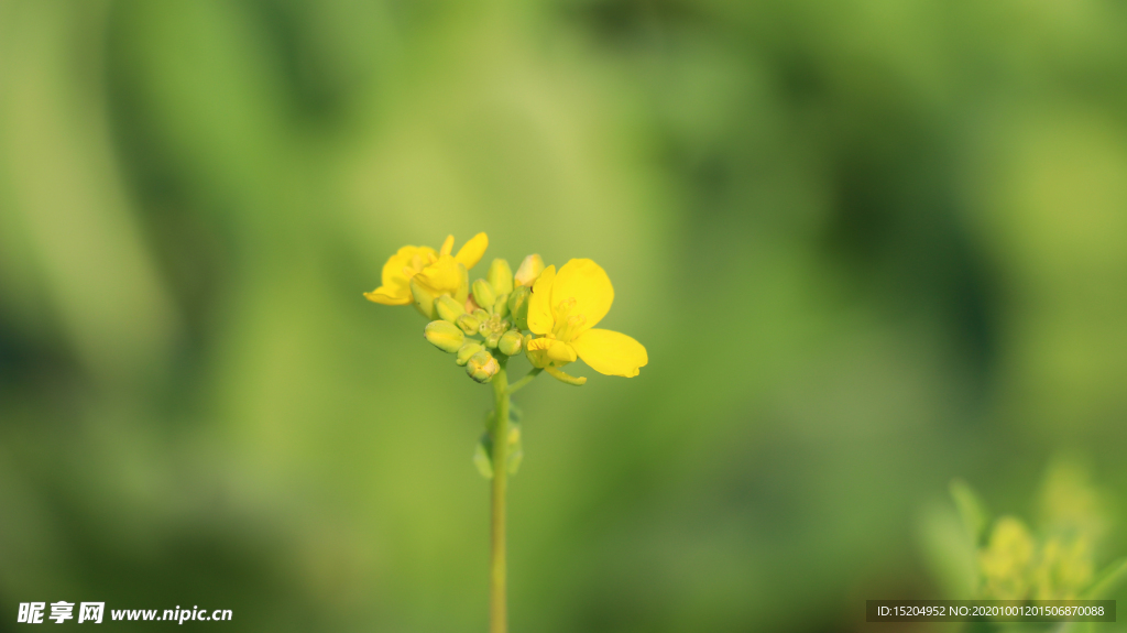 油菜花绿色背景图片