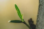 植物树叶绿色微距
