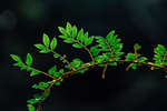 自然植物绿色树叶素材背景
