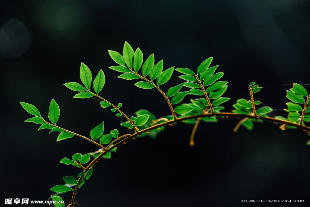 自然植物绿色树叶素材背景