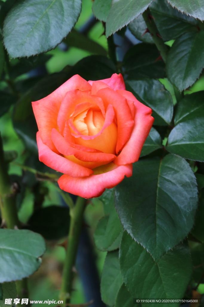 月季花