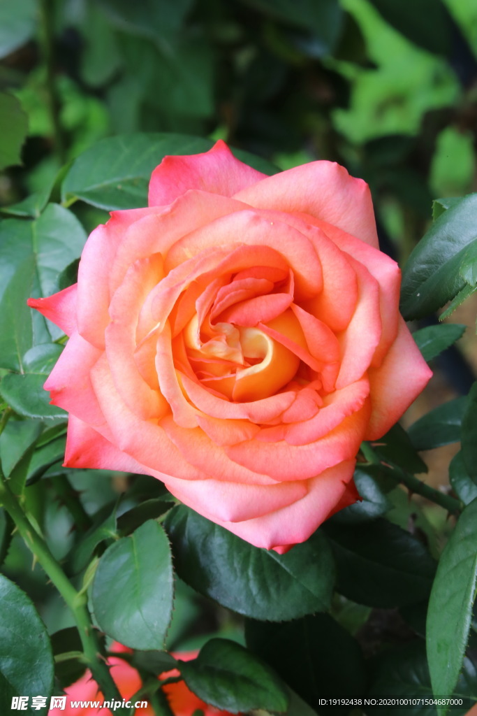 月季花