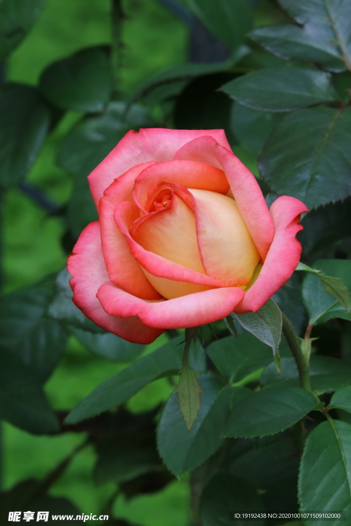 月季花