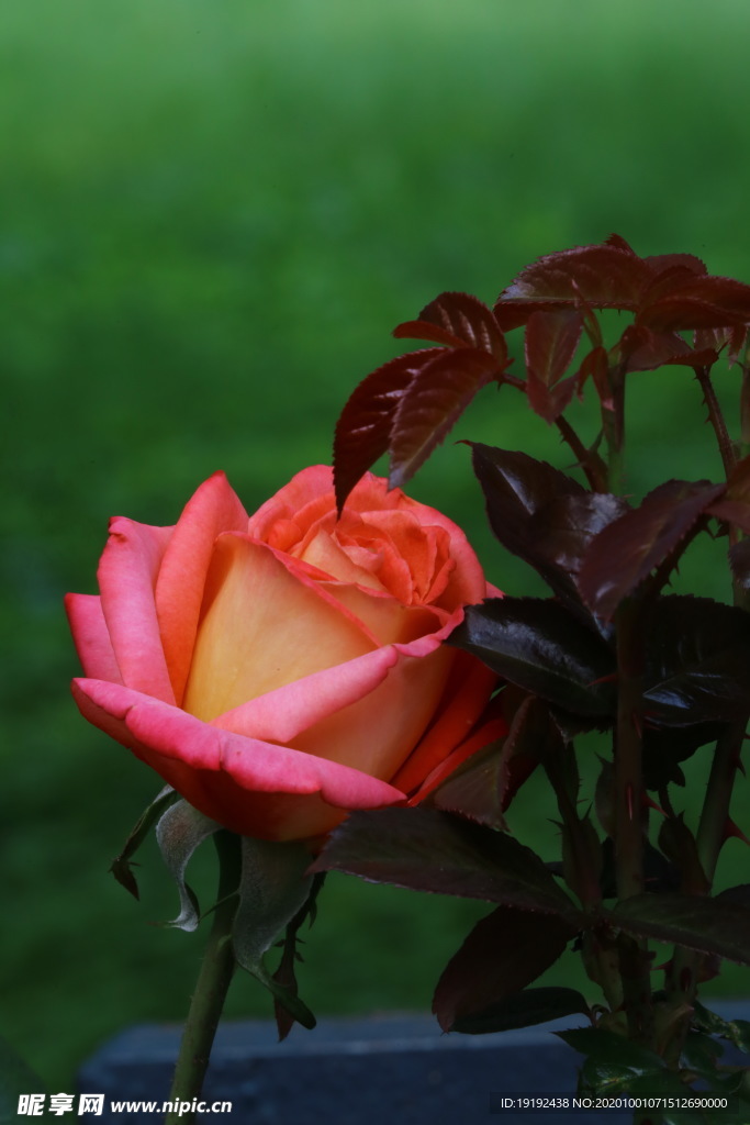 月季花