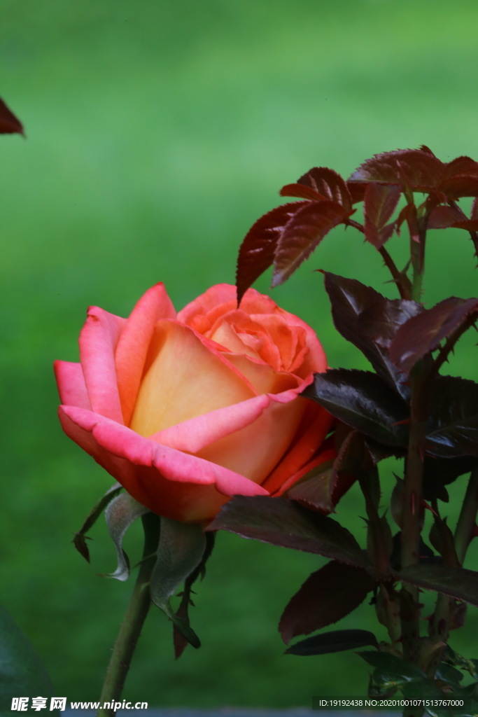 月季花
