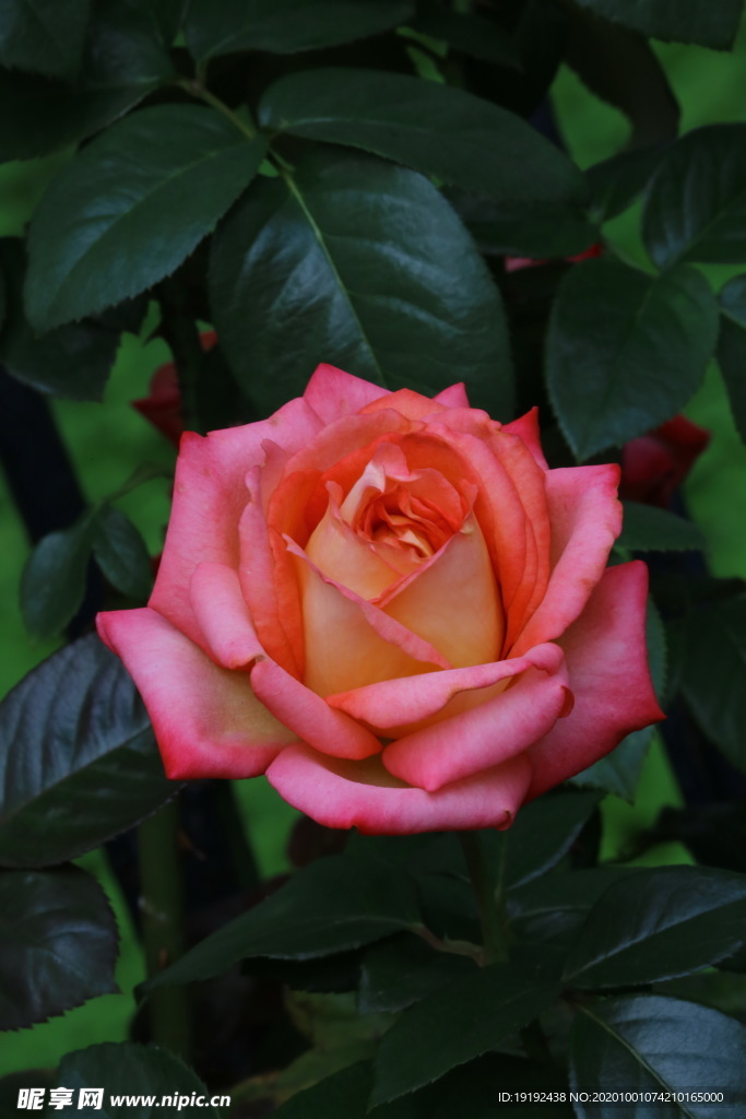 月季花