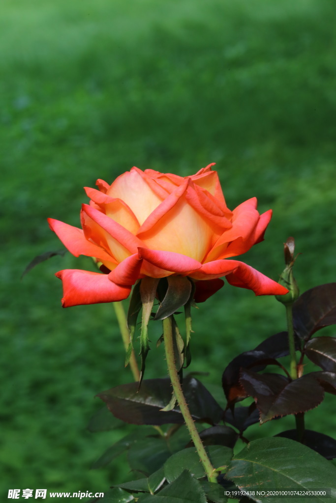 月季花