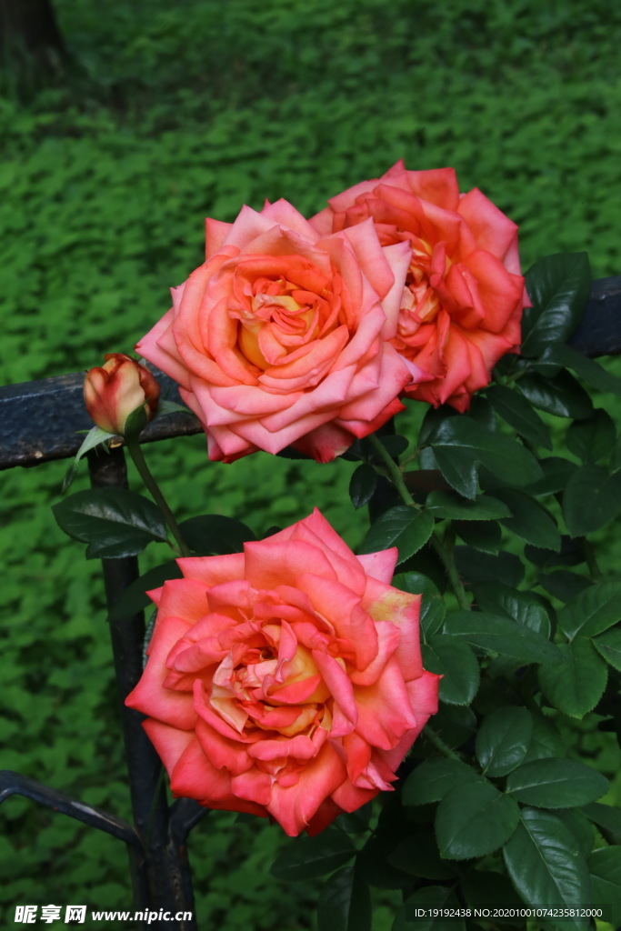 月季花