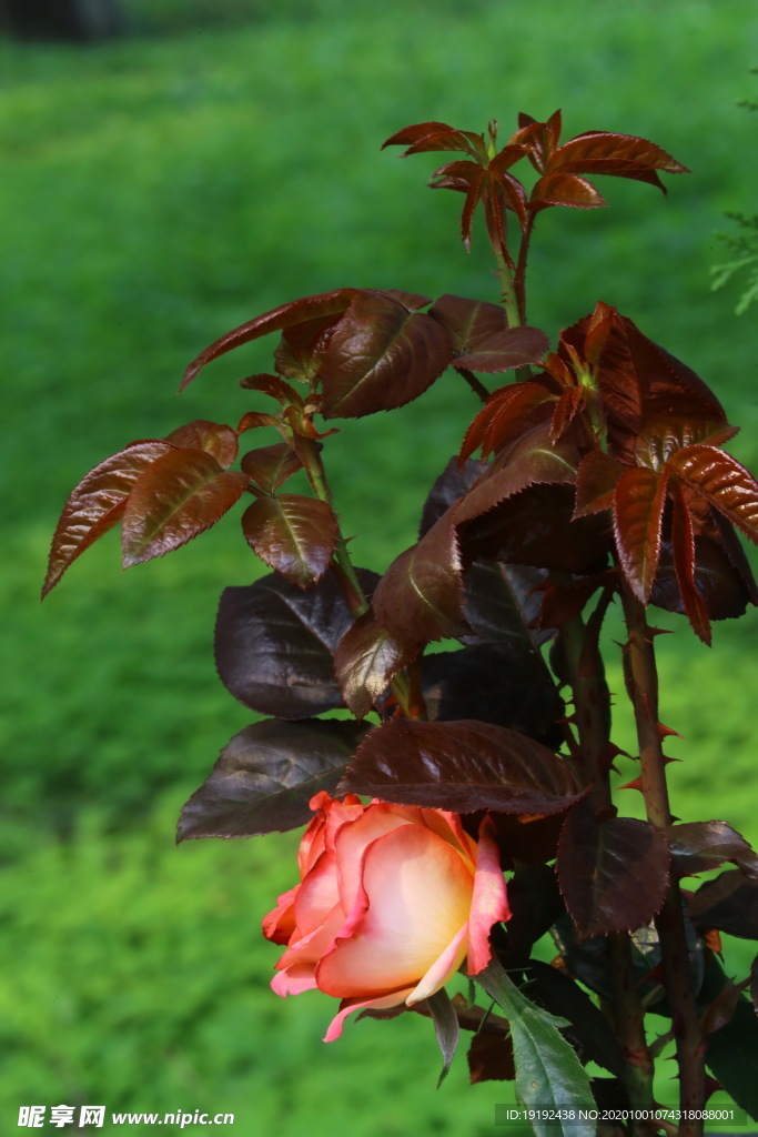 月季花