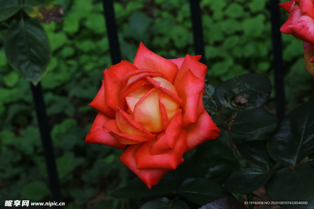 月季花