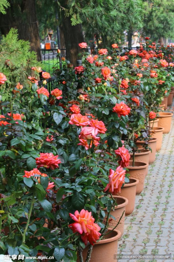 月季花