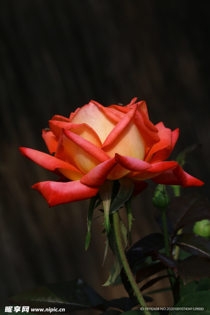 月季花